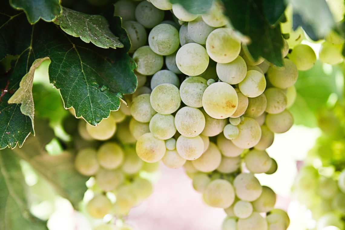 benefici dell'uva - grappolo di uva bianca - healthaid magazine